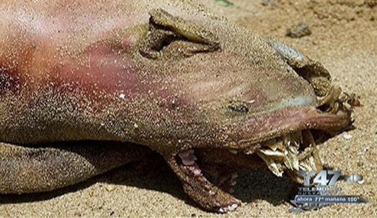 Monstruosas y rara criaturaLa descomunal y extraña criatura fue encontrada bajo un puente en Brooklyn.