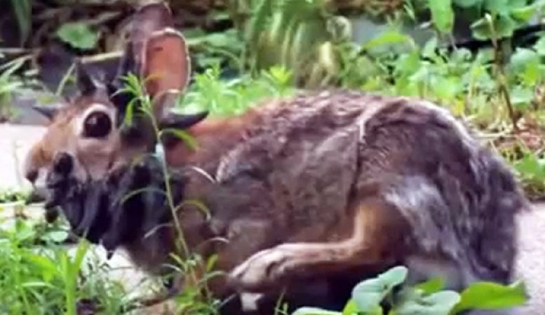 Un conejo con cuernos fue grabado por un usuario de YouTube.