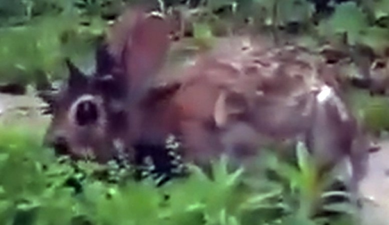 El animalito se recuperará, según los expertos.