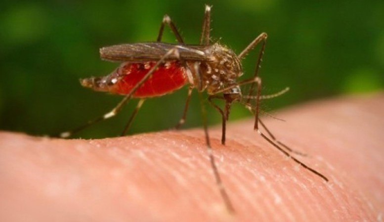 2 DE SEPTIEMBRE, 2012 El número de muertos en el país por el virus del Nilo Occidental, que se contagia a través de picaduras de mosquito, subió a 65 y los afectados sumaron a más de 1,590 en el 2012, según los Centros para el Control y la Prevención de Enfermedades, en Atlanta, Georgia.