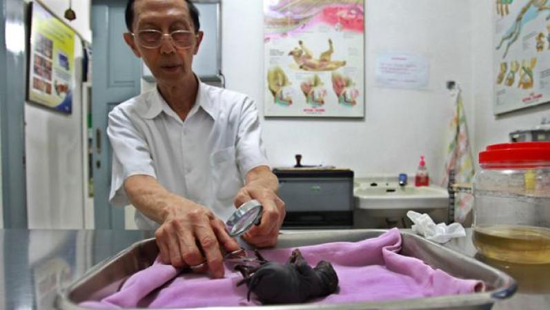 INDONESIA - Un cachorrito nació en Indonesia con un extraño defecto físico<br /><br /><br /> Animales extraños que asombran y fascinan<br />