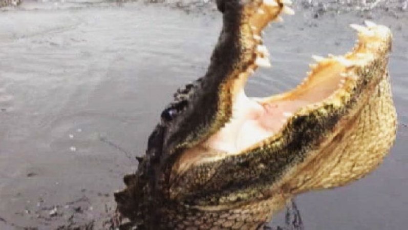 10 DE JULIO, 2012: Un joven de 17 años perdió parte de su brazo tras la mordida de un caimán en la Florida. <br /> Mira aquí las imágenes y lee los detalles de esta noticia..<br />