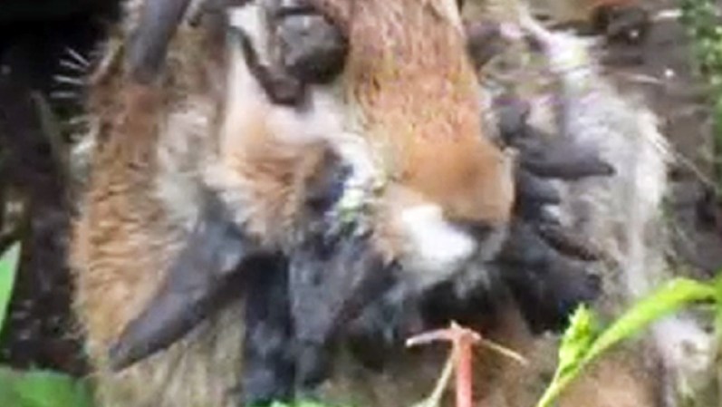 JULIO, 2013: Un animal causa sensación por la extraña condición que lo azota.