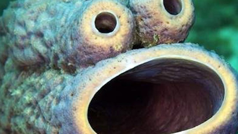 SEPTIEMBRE, 2013: Una pareja tomó una foto de una extraña criatura oculta bajo el mar de Curasao.