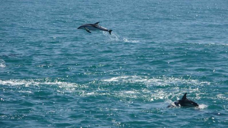 Kaikoura (Nueva Zelanda): Tal vez no te encuentres un ciervo, pero verás lindas ballenas, focas y delfines que podrás apreciar en paseos por kayac o barco.