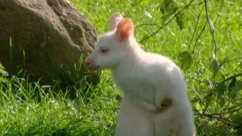 Extraño canguro albinoLos canguros albinos, como este bebé, son extremadamente raros, especialmente en cautiverio.