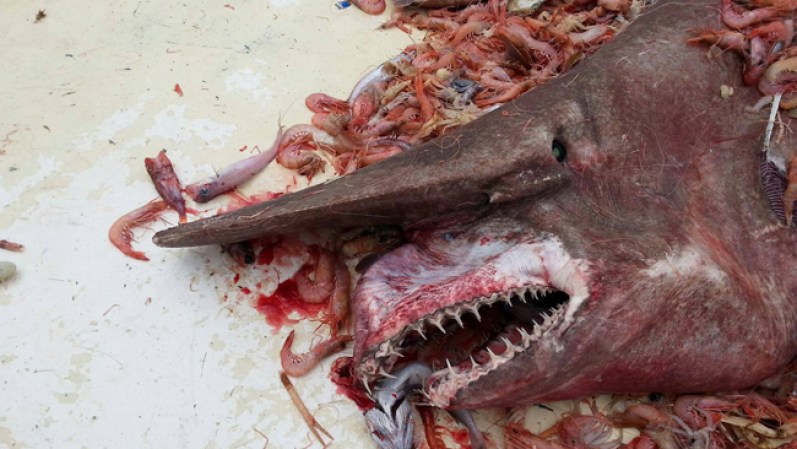 Esta es solo la segunda vez que se registra un tiburón duende en el Golfo de México y es “un importante descubrimiento científico”, informó NOAA.