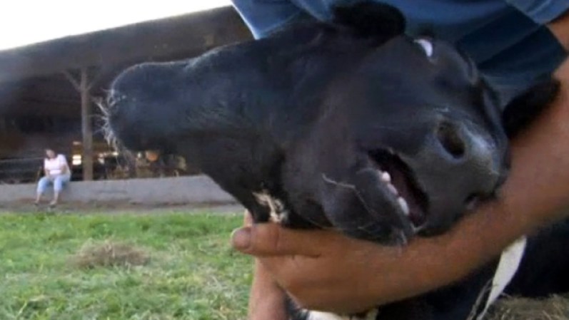 Los veterinarios dijeron que la vaquita goza de un excelente estado de salud, pese a su deformidad.