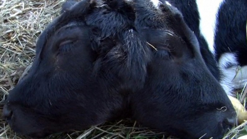 Una vaca sorprende al parir a un becerrito de dos cabezas en Vermont.