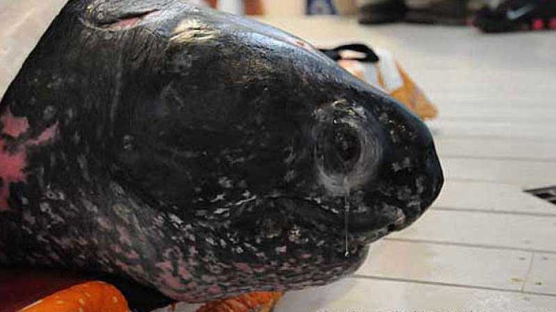 Un par de tortugas gigantes fueron rescatadas y liberadas. Un macho bajo en peso y una hembra fueron el centro de atención de los científicos. Para saber más dale click aquí.