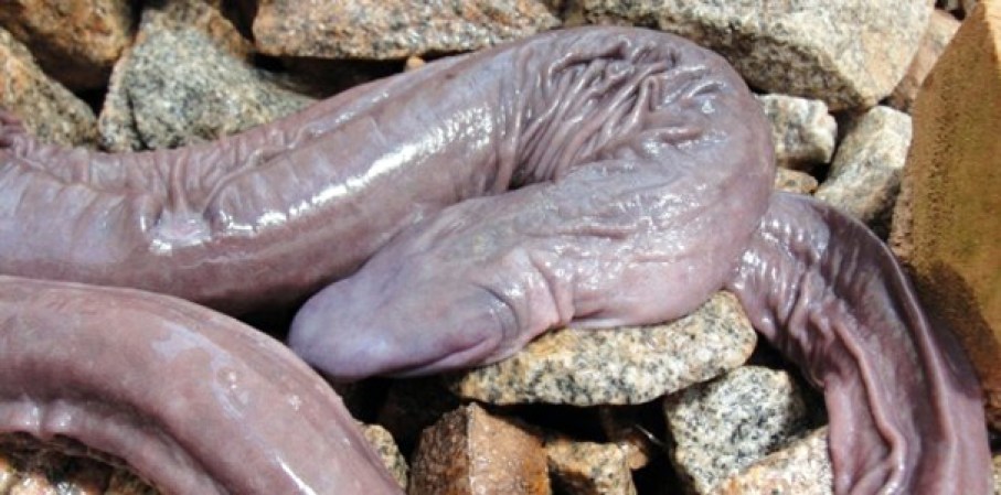 Se trata del anfibio llamado Atretochoana eiselti.