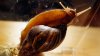 Presencia de gigantesco caracol dispara las alarmas en ciudad de Florida