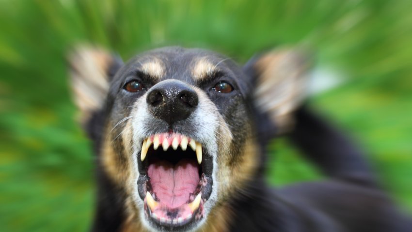 Los dueños de perros deben mantener al perro de la familia de manera segura. Los padres deben recordar a sus hijos que no tomen correo directamente de manos de los carteros en presencia de una mascota pues esta puede percibir ello como un gesto de amenaza.