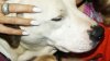 Extraño virus respiratorio en perros ya llegó al área de Houston