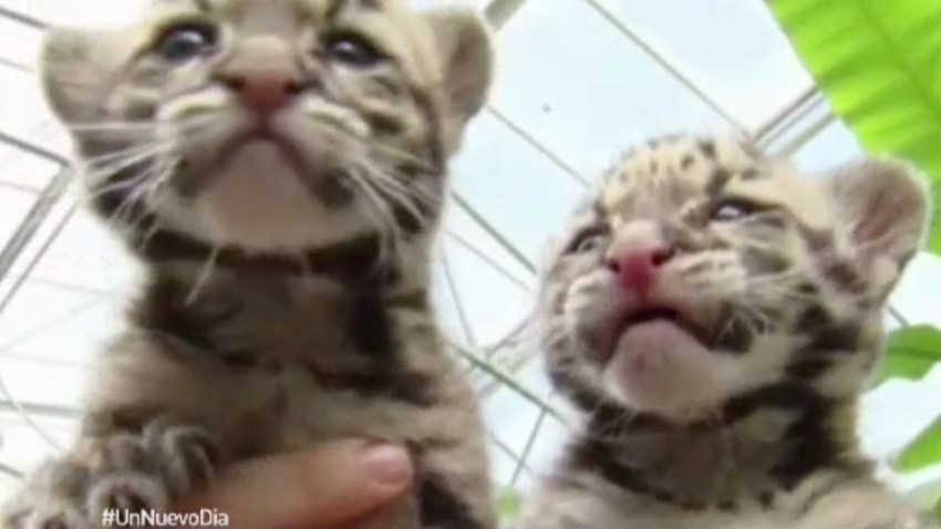 cachorros-de-leopardo-belgi