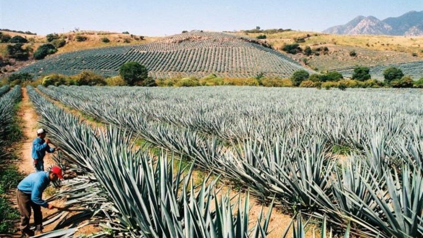 mexico-jalisco-campos-agave