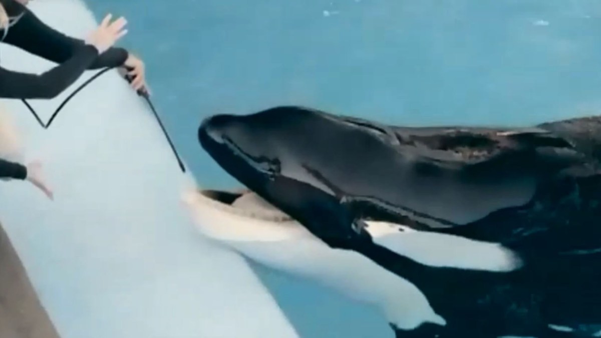 Enferma Orca Que Mató A Su Entrenadora Telemundo Houston