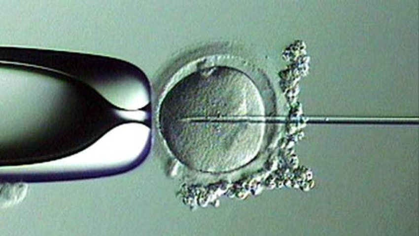 tlmd_fertilizacion_invitro_mundo_470_265