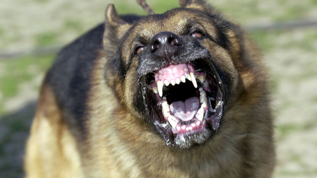 tlmd_perro_ladar_ataca_generico
