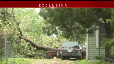 Habla familia de hispana que murió aplastada por árbol durante la tormenta