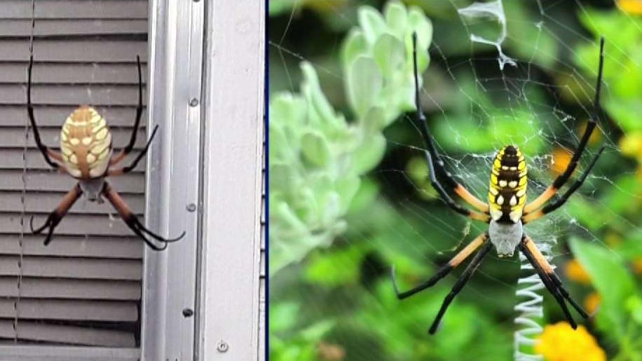 En Texas ¿has visto una araña como esta en tu patio? Telemundo Houston