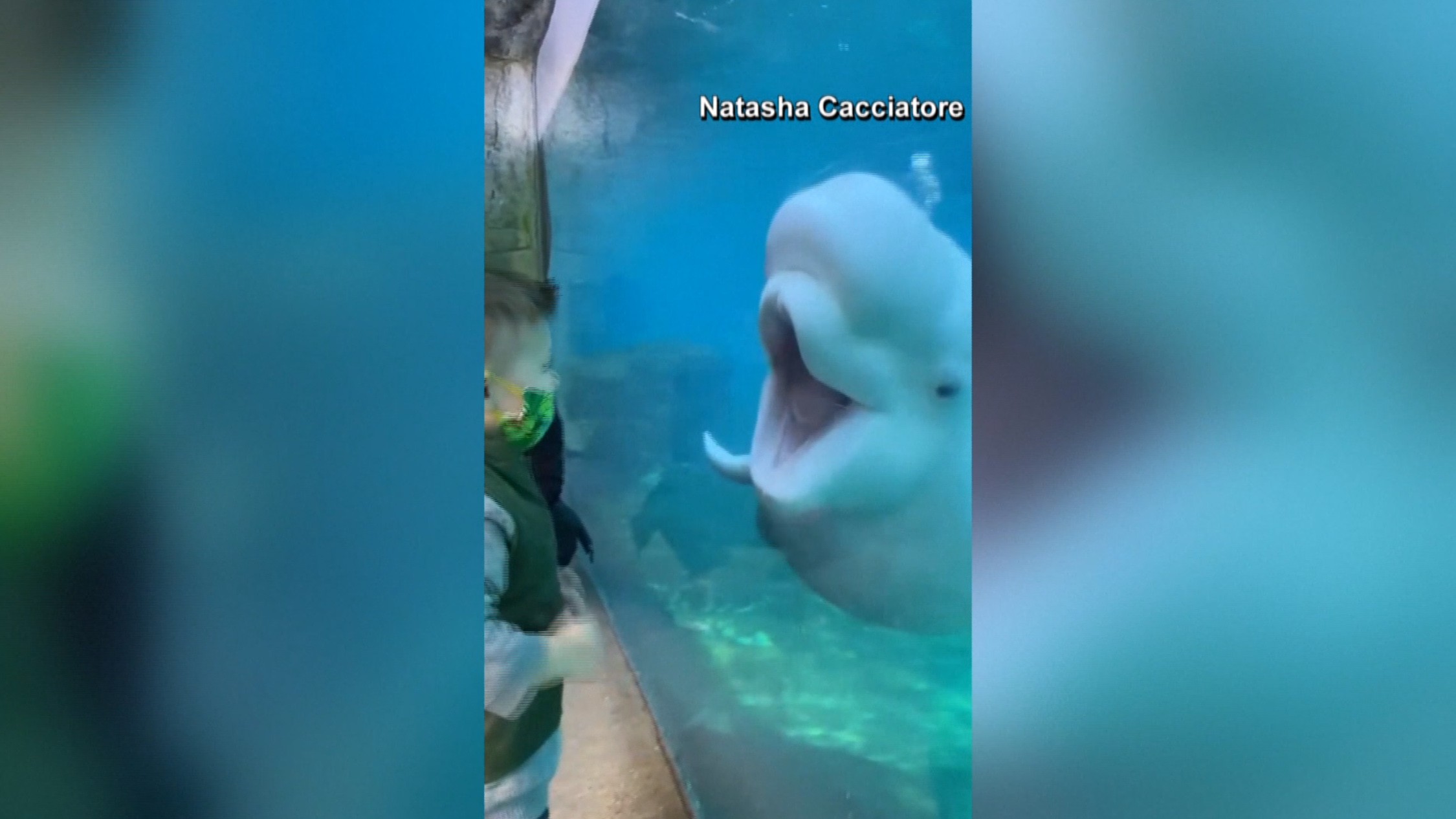 El Beso Instante Viral Entre Un Nino Y Una Ballena Beluga Telemundo Houston