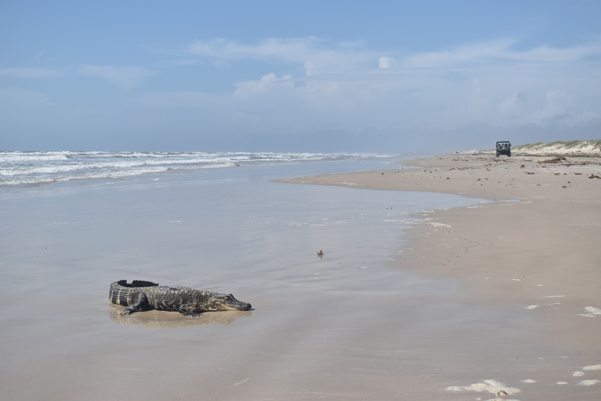 Hallan caimán de Louisiana en Padre Island – Telemundo Houston