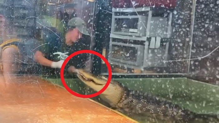 PETA solicita cierre de Scales and Tails en Utah por ataque de caimán a entrenadora – Telemundo Houston - Vimarsana News