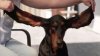 Increíble: el perro con las orejas más largas del mundo