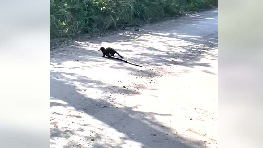 En imágenes: Extraño visón captura serpiente en los Everglades de Florida