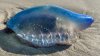 ¡Cuidado! Peligrosa plaga de medusas cunde en las playas de Galveston
