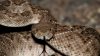 Advierten sobre presencia de serpientes en playas de Galveston