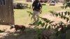 En brutal ataque canino anciano muere en el Condado Fort Bend