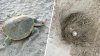 La tortuga marina más extraña del mundo anida en las playas de Galveston