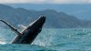 Mueren 5 personas en embarcación tras presuntamente impactar ballena