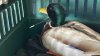 “Un chico con mucha suerte”: pato hallado con una flecha en el cuello se encuentra en recuperación