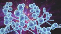 Qué es Candida auris, el hongo mortal que se propaga en EEUU