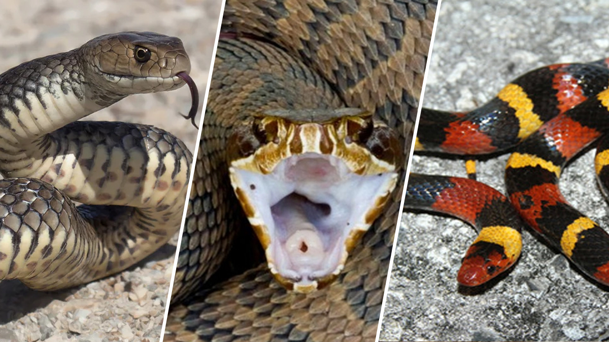 Estas son las serpientes venenosas que rondan Houston con la llegada de la primavera