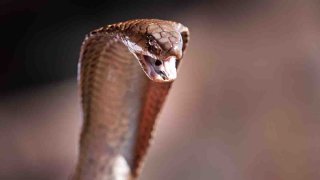 Una serpiente Cape cobra.