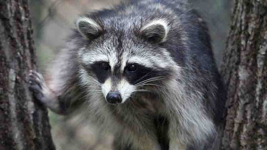 A raccoon rests beteween two trees along the new small mammal exhibit trail at the Maine Wildlife Park in Gray on May 22, 2010. The trail was dedicated on Firday and provides a more natural environment for the animals.  (Photo by Tim Greenway/Portland Press Herald via Getty Images)