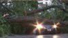 Árbol cae sobre auto en medio de tormenta y mata a una mujer en Spring