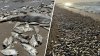 ¡Impactante! Aparecen miles de peces muertos en playa cerca de Freeport