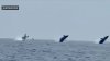 Increíble: tres ballenas jorobadas saltan del agua al mismo tiempo
