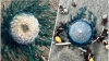 Encuentran peligrosas medusas ¨tóxicas¨ en playas de Galveston