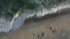 ¿Es normal ver tiburones en playas de Galveston?: incidente levanta bandera