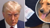La histórica foto policial de Trump, y perrita se come el pasaporte de su dueño antes de su boda
