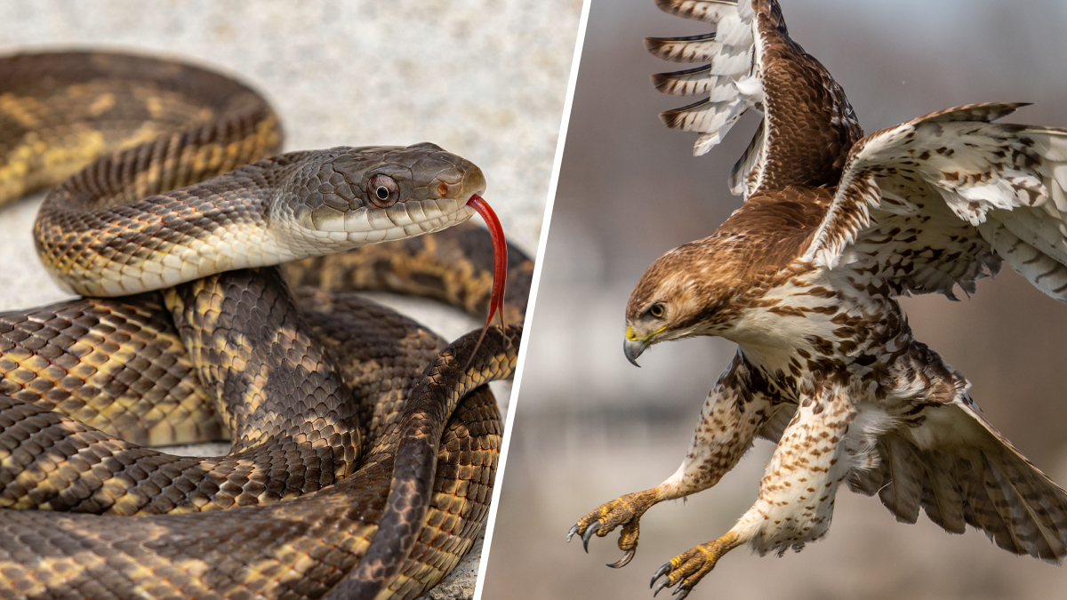 Serpiente cae sobre una mujer que cortaba su césped, luego un halcón los  atacó a los dos