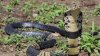 Venenoso castigo: lo sentencian tras desaparición de cobra africana venenosa hace 2 años