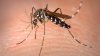 Encuentran mosquito infectado con virus del Nilo Occidental en el condado Fort Bend