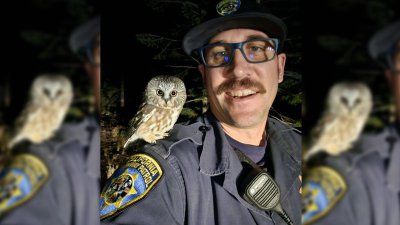 Búho posa para selfie con oficial de la Patrulla de Caminos de California